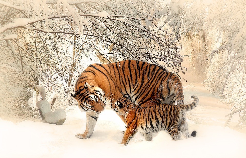 extinciontigres11 En un siglo hemos acabado con el 97% de los tigres. Y hoy por fin nos llegan buenas noticias