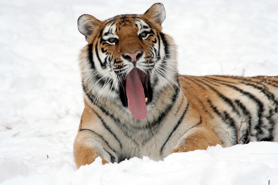 extinciontigres33 En un siglo hemos acabado con el 97% de los tigres. Y hoy por fin nos llegan buenas noticias