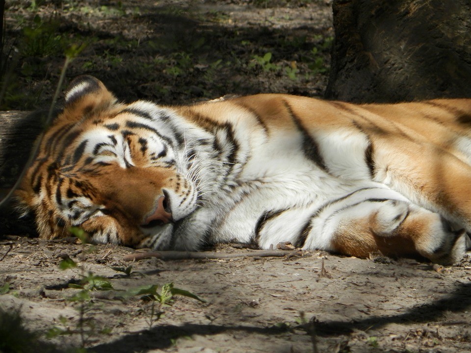 extinciontigres44 En un siglo hemos acabado con el 97% de los tigres. Y hoy por fin nos llegan buenas noticias