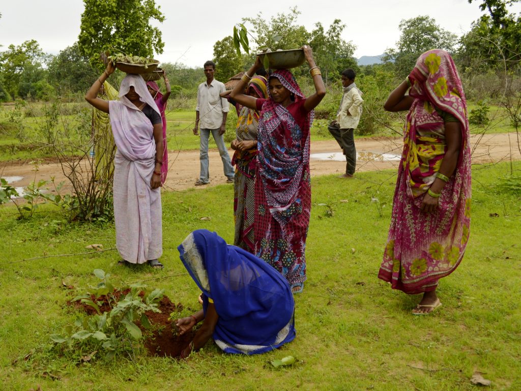 india11-1024x769 En la India se plantaron 50 millones de árboles en un día - el objetivo final es alcanzar un 33% de superficie boscosa.