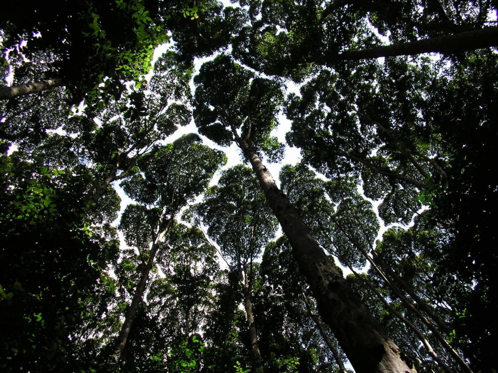arbolesnosetocan11-1024x768 La ciencia detrás de la timidez, el fenómeno por el cual las copas de los árboles evitan tocarse entre sí