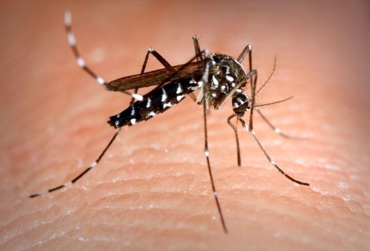Los-mosquitos-están-comiendo-plástico-y-extendiéndolo-por-toda-la-cadena-alimenticia2 Los mosquitos están comiendo plástico y extendiéndolo por toda la cadena alimenticia