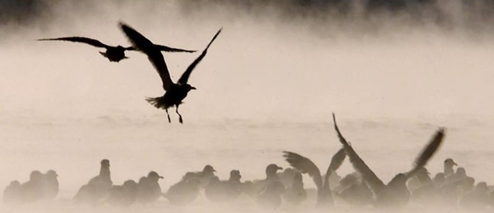 Un 29% de las aves comunes desaparece en América del Norte y Canadá