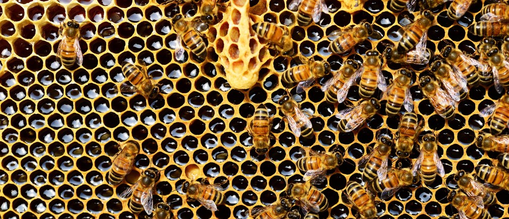 Menos-contaminación-más-flores-más-miel-cómo-el-confinamiento-ha-frenado-el-declive-de-las-abejas Menos contaminación, más flores, más miel: cómo el confinamiento ha frenado el declive de las abejas
